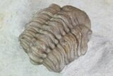 Detailed, Long Kainops Trilobite - Oklahoma #95716-4